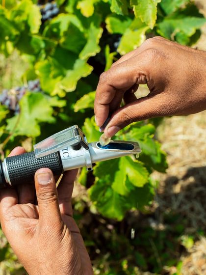 A viticulturist uses a refractometer in the vineyard to measure the sugar content of a grape. This scientific check, known as a brix reading, helps us determine the precise moment of perfect ripeness for harvesting.