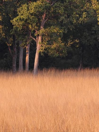 Big Cats: The Phantoms of the Jungle photo 7