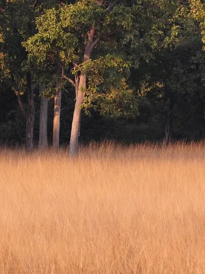A classic tiger habitat in one of India's reserves. The golden grasslands meet the edge of the forest, a perfect landscape for the striped predator to hunt and roam, showcasing the beauty of these protected areas.
