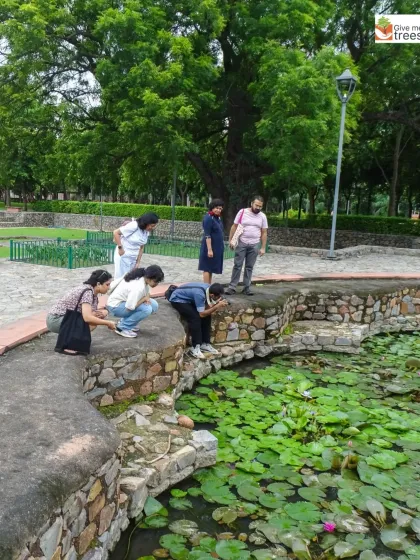 Participants on our Dragonfly Walk at Sunder Nursery getting a close look at the life in and around the lotus ponds. These walks are about patient observation and discovery.
