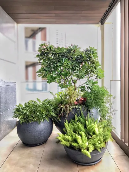 An arrangement signifying abundance. We used giant 3 to 4-foot pots overflowing with different plants to create this gorgeous cluster for a luxury apartment in Worli.