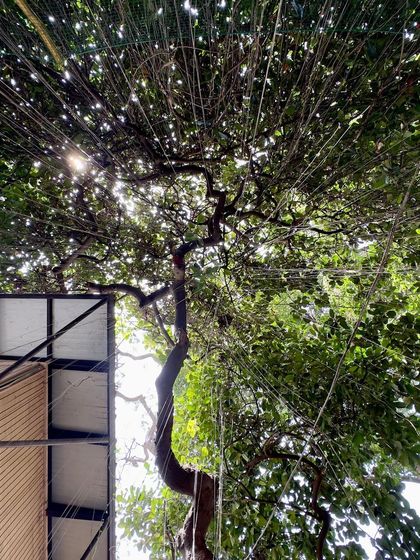 Sunlight filtering through the canopy of a banyan tree next to the classroom. We design to capture these simple, beautiful moments, making them part of the everyday experience of the space.