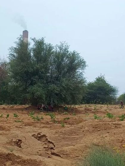 The result of our planting efforts. This image shows a wide area dotted with newly planted saplings, a promising start for a future forest.