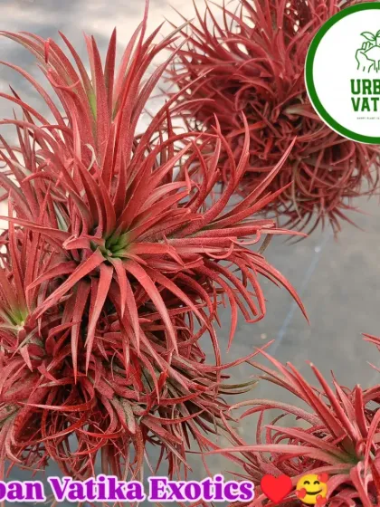 A close-up of the beautiful red air plant.