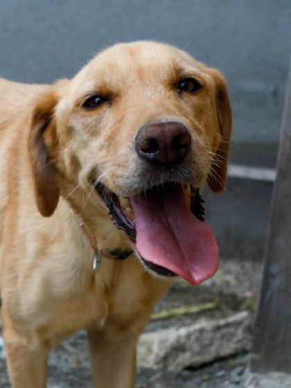 A happy panting face of Zara. She is a beautiful dog waiting for her forever home.