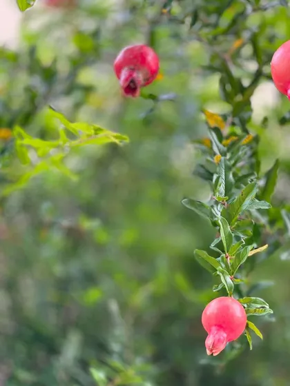 Did you know there is color from plants that can be used instead of petrochemical-based dyes? These pomegranates are just one of many natural sources I use in my work.