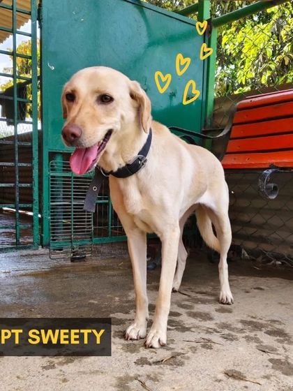 Cupa - Pet Adoption, Fostering & Sponsorship Find Your Canine Companion: Dogs for Adoption photo 9