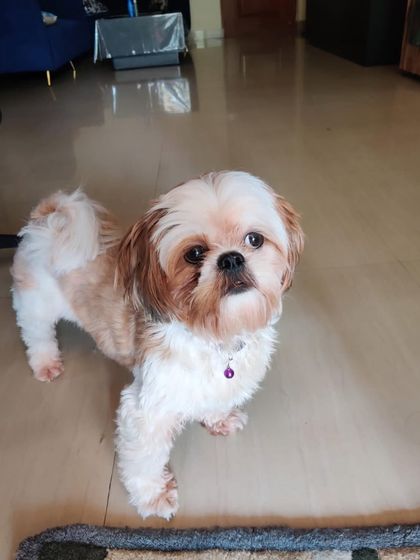 PL Paws - Dog Adoption Services Happy Tails: Our Adoptees in Their Forever Homes photo 115