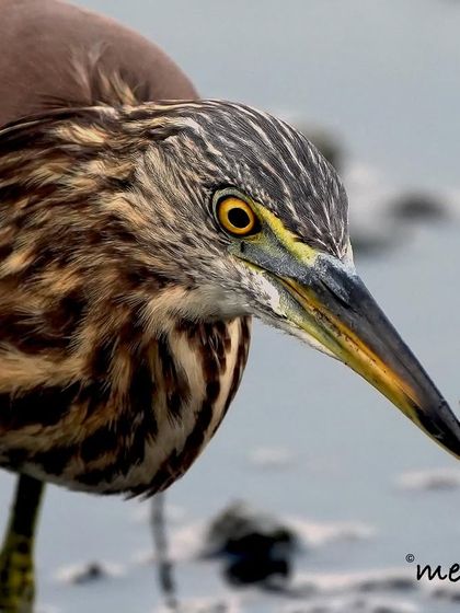 This is a super close-up of a Pond Heron with its tiny catch. You can see the intense focus in its eye and the precision of its sharp beak, a perfect tool for hunting in the shallows.
