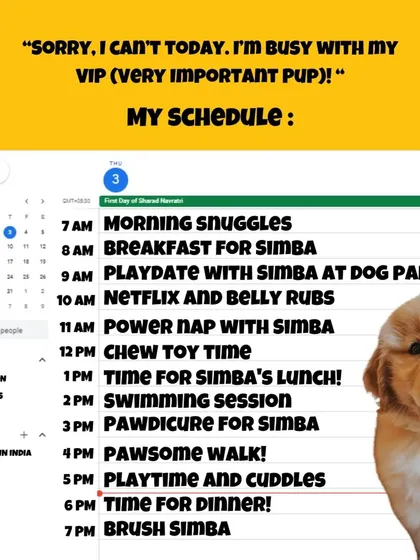 This schedule is relatable AF for so many pet parents. I'm happy to see that a "swimming session" is a key part of this Very Important Pup's day. It's a great way to break up the routine of naps and walks.