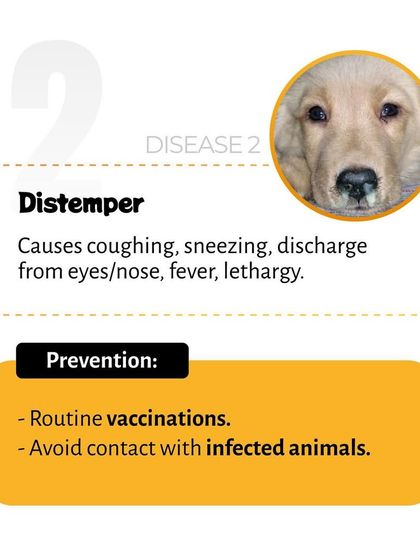 Pethowz - Pet Parent Education Understanding Common Pet Ailments photo 6