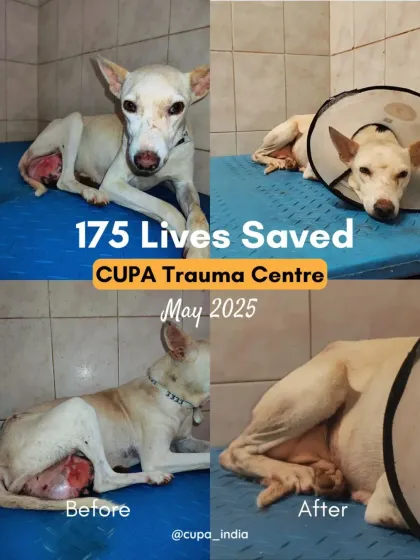 Cupa - Emergency Animal Rescue & Treatment Our Impact in Numbers photo 4