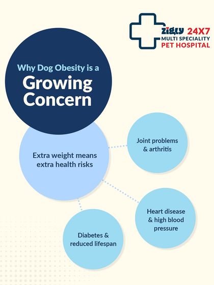 Zigly - Veterinary Services Pet Parent Resources & Tips photo 19