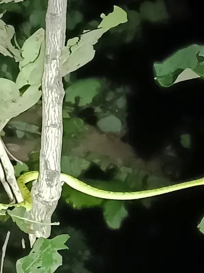 A Green Vine Snake spotted during a night walk around our lodge in Kanha. The adventure continues even after the cycling is done for the day, with opportunities to discover the region's diverse wildlife.
