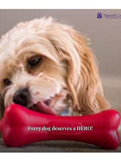 PawsnCollars - Pet Supplies Playtime & Enrichment Toys photo 6