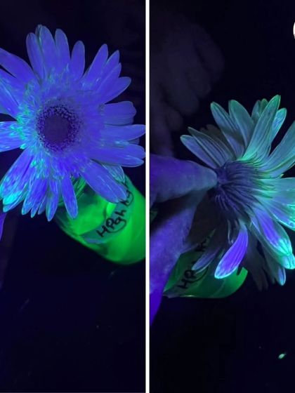 Even flowers can glow. We teach kids about capillary action by letting flowers "drink" a fluorescent solution, which then glows beautifully under UV light.