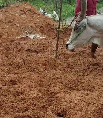 We often use traditional methods for preparing our building materials. Here, an ox is used to mix the mud for cob and adobe bricks, a gentle and effective way to ensure the soil is perfectly blended and ready for construction.