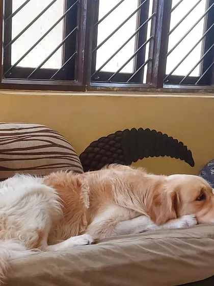 This Golden Retriever has found the comfiest spot in the house. The furniture is theirs to enjoy.