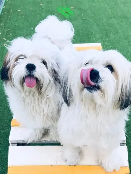 The adorable duo of June and Teddy, our resident Lhasa Apso sweethearts, wishing everyone a happy weekend.