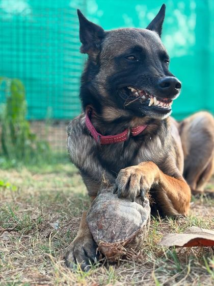 Garima Tomar - Dog Training & Behavior Consultation Life with Floyd: The Real & Raw photo 4