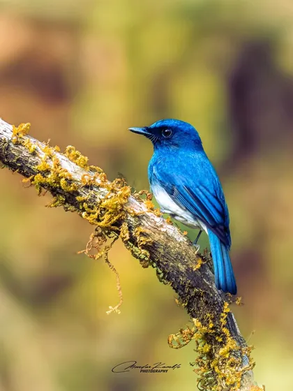 A White-bellied Blue Flycatcher on a mossy branch. The yellow-green moss adds another layer of colour and texture to the composition.