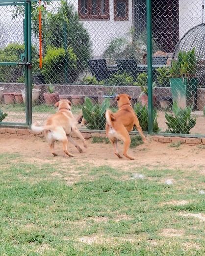 Two friends racing along the fence line. Supervised play ensures that all interactions are positive and that dogs can enjoy their natural instinct to run and play together.