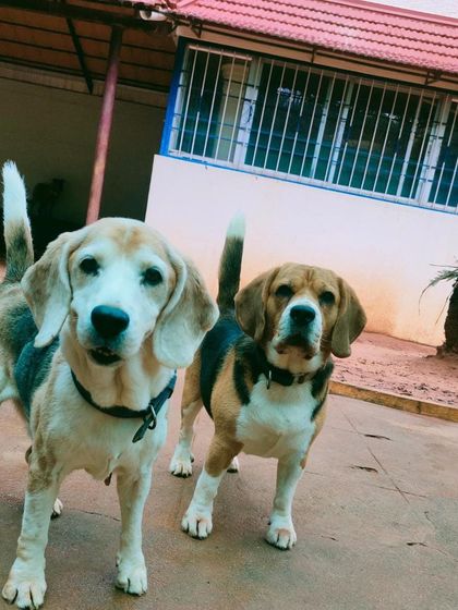 Stay - Dog Daycare Happy Faces of Stay photo 32