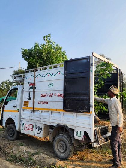 Delhi Gardner - Wholesale Plant & Turf Supply Tropical & Privacy Hedge Plants photo 10