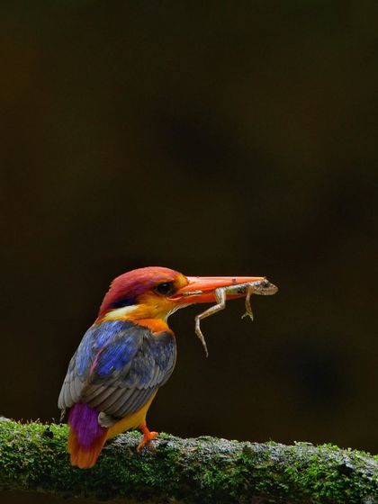 A dramatic shot of an Oriental Dwarf Kingfisher with a fresh catch. Capturing these feeding moments requires quick reflexes and anticipation, skills we practice on my tours.