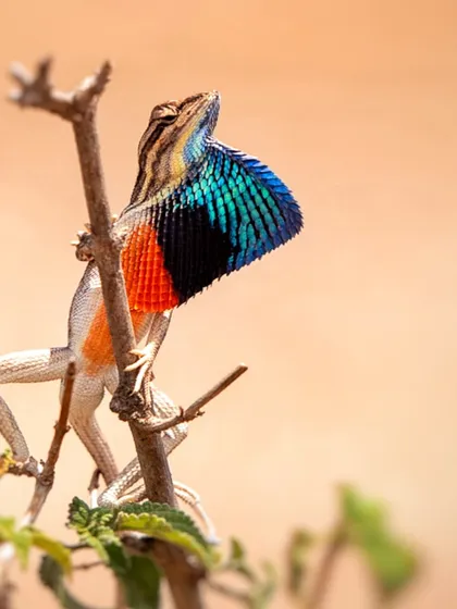 The Fan-throated Lizard of Maharashtra shows off its spectacular breeding colors. This tiny dragon's vibrant display, a mix of iridescent blue, orange, and black, is one of the most flamboyant courtship rituals I have ever witnessed.