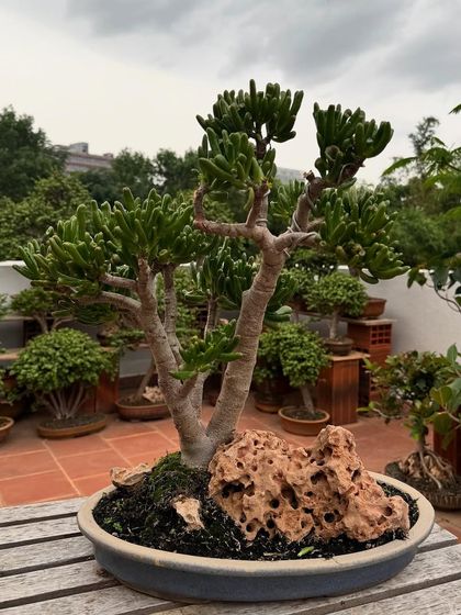 The unique 'Finger Jade' or 'Gollum' variety, with its tubular leaves, is set here in a landscape with porous rock. This style creates a miniature desert scene, highlighting the plant's succulent nature.