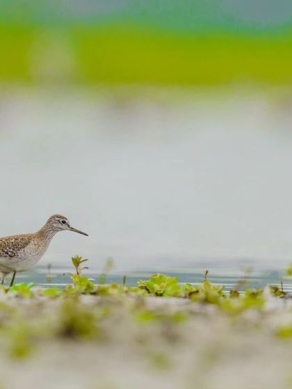 A Wood Sandpiper forages at the water's edge, its delicate frame pictured against a wide, expansive wetland scene.
