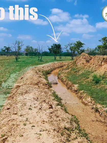 This is the result. By digging swales, we created channels that capture monsoon rains, allowing the water to percolate slowly into the ground. This simple technique transforms an erosion problem into a water conservation solution.