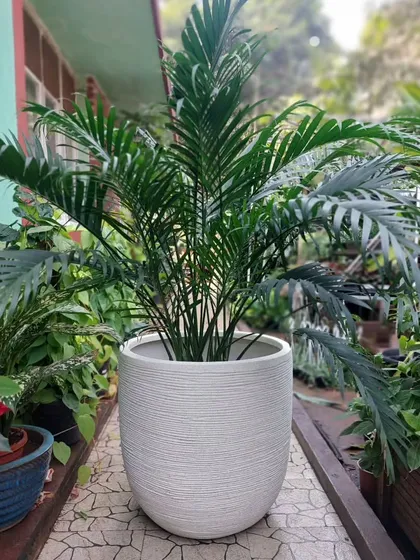 An elegant Areca Palm in a textured white planter. Palms are excellent for adding a touch of green and a resort-like feel to indoor spaces, and they are also great natural air purifiers.