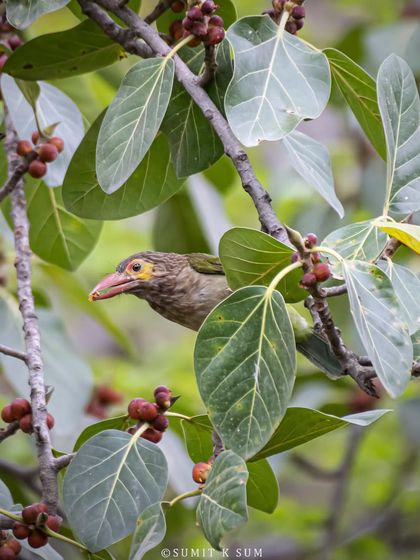 A Brown-headed Barbet peeking through the leaves of a banyan tree, searching for ripe figs. Foraging shots tell a story about a bird's diet and habitat.