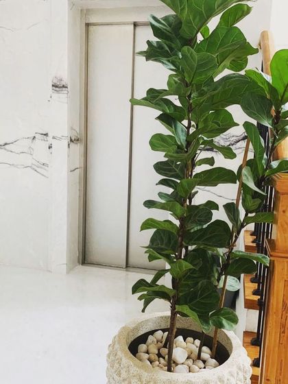 We incorporate natural elements throughout our interiors. A large fiddle-leaf fig plant stands against a white marble wall near the home's elevator and staircase, adding a touch of green and life to the elegant space.