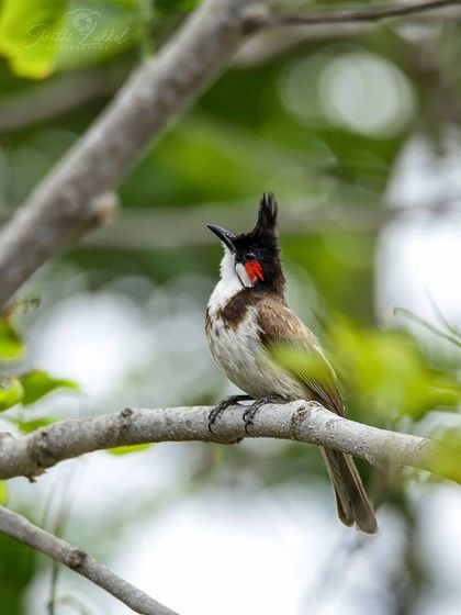 Bangalore Photographers - Find a Photographer Wildlife & Nature Photography photo 9