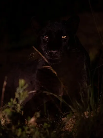 The ghost in the dark. A night drive in Laikipia reveals the secret world of nocturnal predators like this black panther.