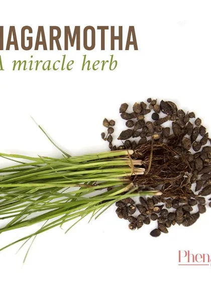 This is Nagarmotha, a miracle herb from Ayurveda that I use in my skincare. Its roots have been valued for centuries for their medicinal qualities, particularly for skin health.