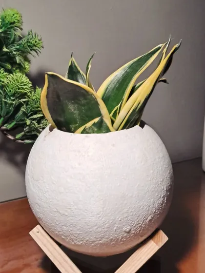This is a dwarf variety of the Snake Plant. It's perfect for decorating a desk or a small table.