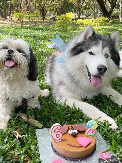 A birthday picnic in the park for a Shih Tzu and a Husky. Our cakes are easy to transport for any kind of celebration, indoors or out.