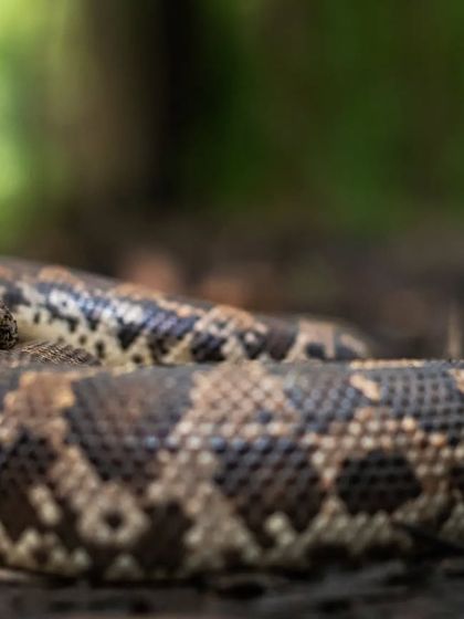 An Indian Rock Python in its forest home. These gentle giants are crucial to the ecosystem, and I feel privileged to share their world through my lens.