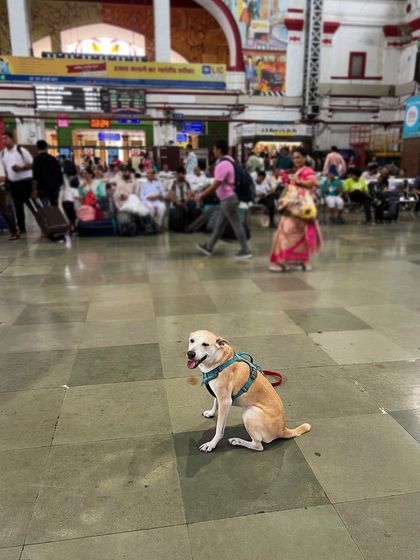 We even managed a train journey to Delhi with our girl. Proper training and preparation make it possible to include your dog in all kinds of travel adventures.