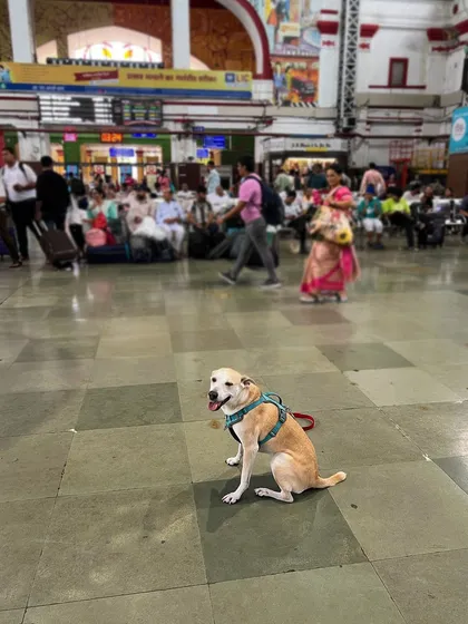 Pantu waiting patiently at the busy Mumbai train station. Her ability to stay calm in chaotic environments is a result of years of consistent training and socialization.