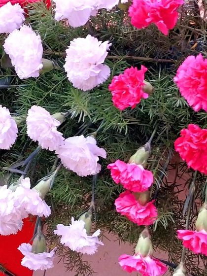 A detailed shot of pink and white carnations used in one of our floral garlands. We select fresh, high-quality flowers to ensure our decor looks vibrant and beautiful throughout your event.