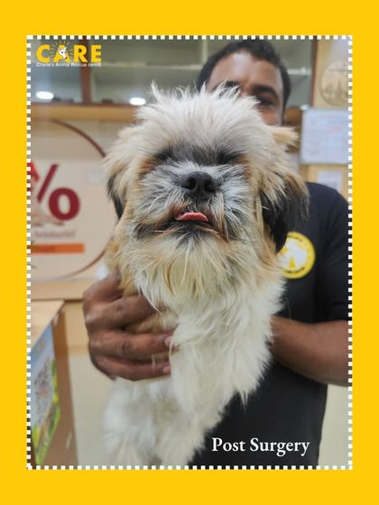 Charlie's Animal Rescue Centre - Animal Rescue & Adoption Happy Tails: Our Adoption Stories photo 21