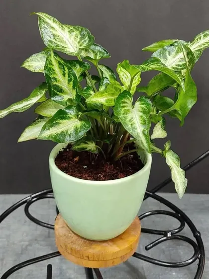 A Syngonium plant with arrow-shaped, variegated leaves in a light green pot. This is another one of our popular easy-care plants for personal gifting.