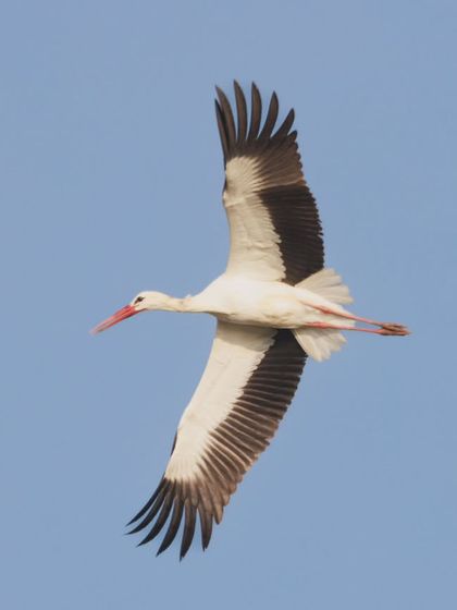 A White Stork in flight, showcasing its impressive wingspan and contrasting black-and-white feathers.