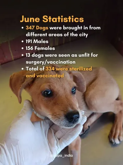 Cupa - Spay/Neuter & Animal Birth Control Our Dog Sterilization Program photo 5