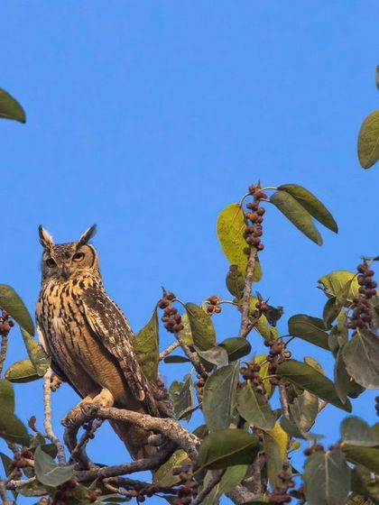 An Indian Eagle Owl perched on a Banyan tree. This image contrasts the ideal view with the reality of their shrinking habitats.